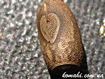 Eurycantha sp. PSG 44 egg