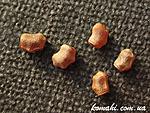 Periphetes graniferum Samar eggs