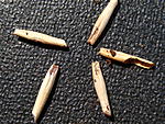 Cuniculina sp. 