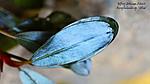 bucephalandra sp. "Silvia"