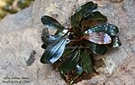 bucephalandra sp. "Silvia"