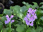   , Eichhornia crassipes