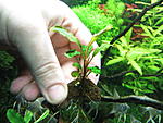 Bucephalandra sp Sintang  1