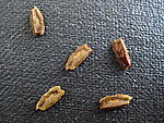 Ramulus nematodes 