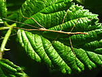 Phanocles sp.L1