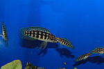 IMG 9596