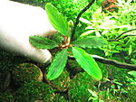 Bucephalandra sp. Shine Green