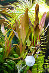 Echinodorus Rote Mamba - Dsch. �16