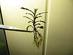 IMG 1472
