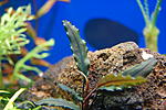 Bucephalandra sp. Sintang (4)
