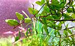 Trichomanes godmannii from Cameroon