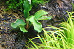 Bucephalandra sp. Kedagang (2)