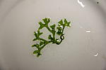 IMG 8852
