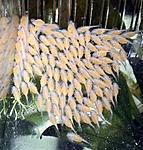 Ancistrus sp. Super Red
