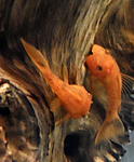 Ancistrus sp. Super Red