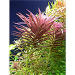 Limnophila aromatica2