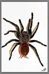 Chromatopelma cyaneopubescens