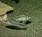 Callochromis pleurospilus "Kigoma".