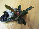 Bucephalandra sp. Black Palm Tree, Sanggau