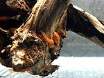 Ancistrus sp. Super Red