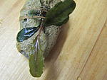 Bucephalandra sp. Enae Red