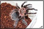 Brachypelma albopilosum