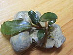 Bucephalandra sp. Jade Pearl