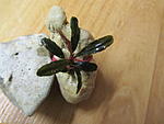 Bucephalandra sp. Blue Bell