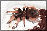 Brachypelma klaasi