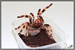Nhandu coloratovillosus,  