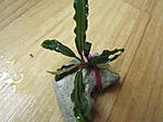 Bucephalandra sp. Bukit Kelam-2