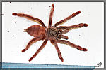 Tapinauchenius gigas, 