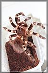 Acanthoscurria geniculata, 