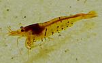 Tangarine Tiger