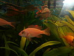 ftier fisch (  )