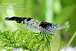 carbon rili[1]
