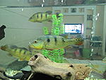 IMG 4698