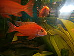 feier fisch
