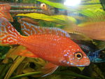 feier fisch