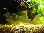 Green PLeco, L 200