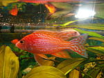 feier fisch
