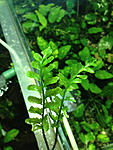 Bolbitis Thamarassery