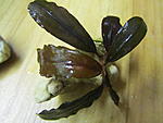 Bucephalandra sp. Black Leaf