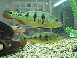 IMG 4680