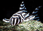 Hypancistrus zebra) L046