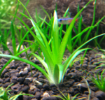 Eriocaulon Parkeri