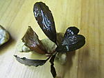 Bucephalandra sp. Black Leaf
