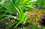 Eriocaulon compressium..png