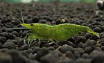 Neocaridina green