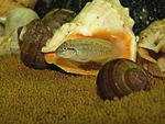 Telmatochromis temporalis "shell"